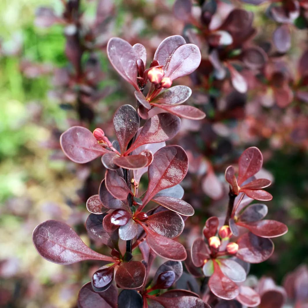 Keře a jejich kmenné tvary