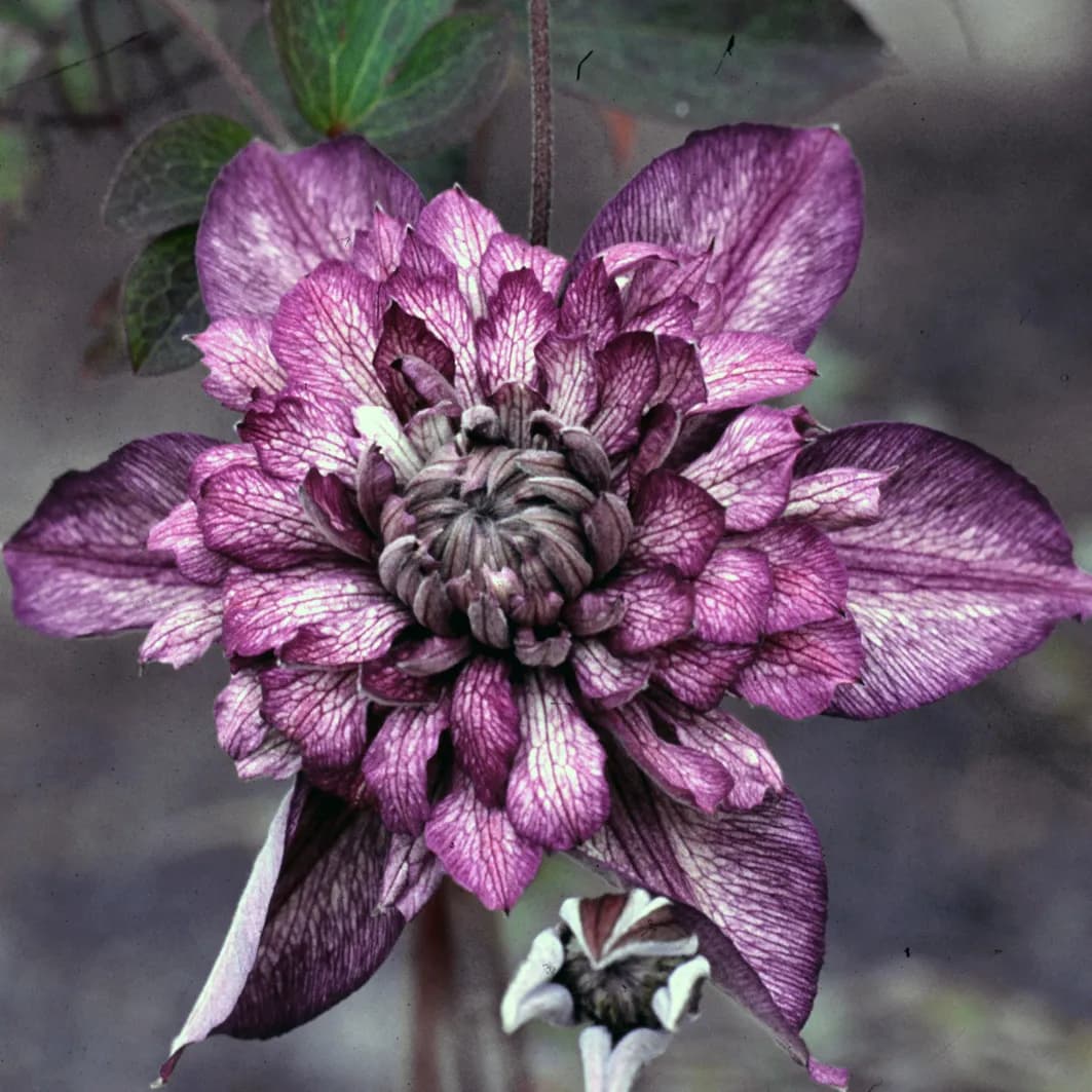 Ovíjivé a pnoucí rostliny