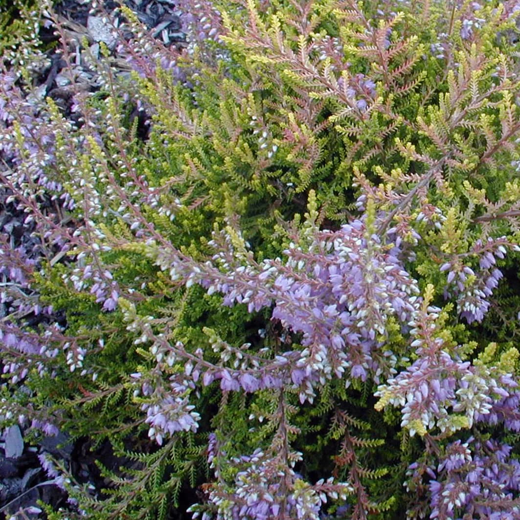 Vřesovištní rostliny